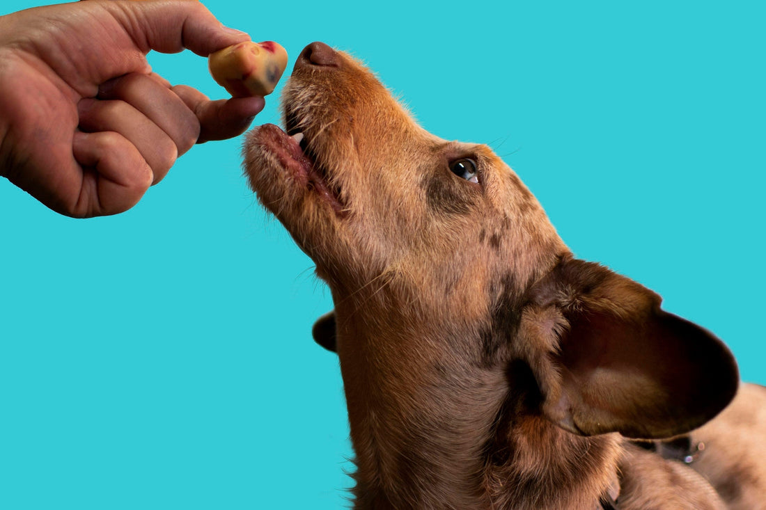 All-Natural Treats That Support dog Joint Health