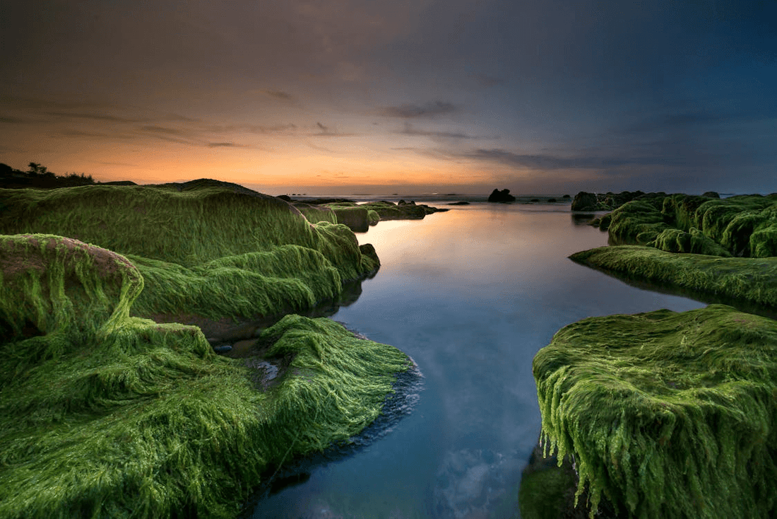 Unveiling the Powerhouse: A Comprehensive Guide to Sea Moss Gummies - Elevate Rope