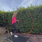 Elevate Speed Rope MAX (SUNSET)